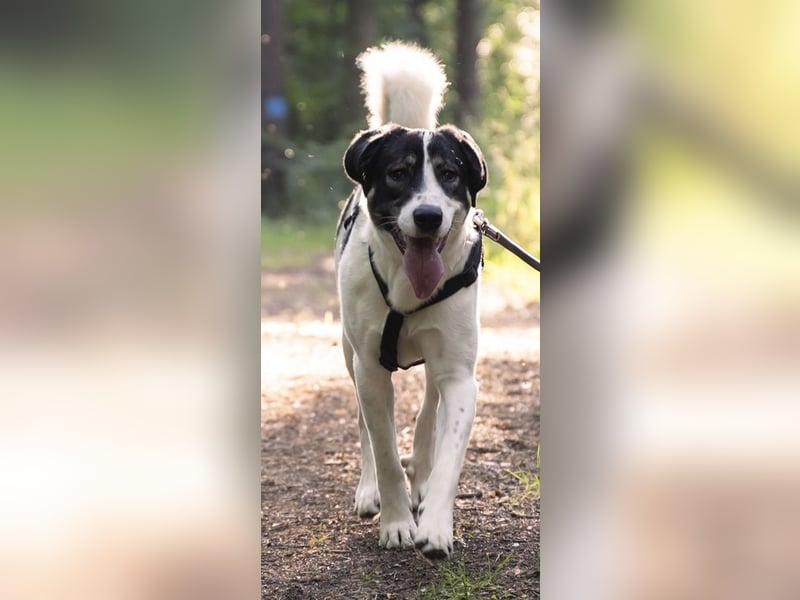 Claude Monet, geb. ca. 02/2021, lebt auf einer Pflegestelle in 52391 Vettweiß