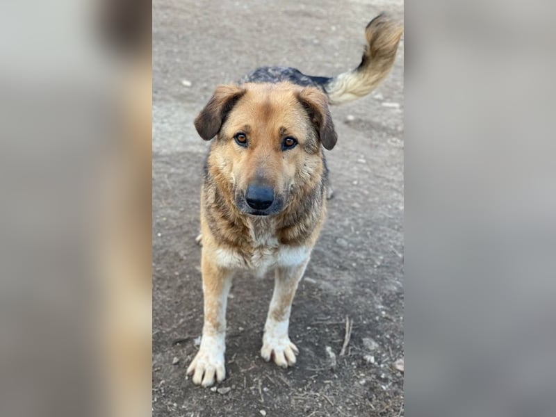 Yassin, geb. ca. 06/2020, lebt in GRIECHENLAND, im städt. Tierheim Serres