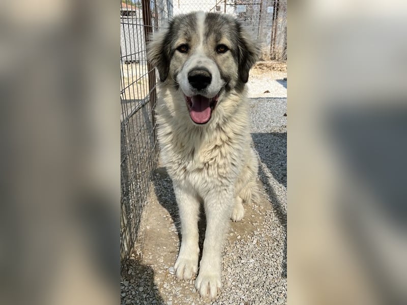 Gomez, geb. ca. 03/2021, lebt in GRIECHENLAND, im städt. Tierheim Serres