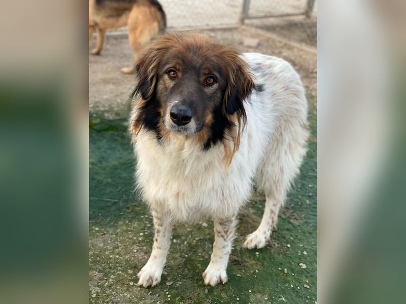 Bali, geb. ca. 12/2021, lebt in GRIECHENLAND, im städt. Tierheim Serres