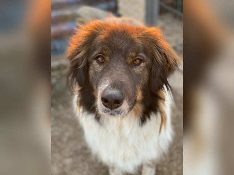 Bali, geb. ca. 12/2021, lebt in GRIECHENLAND, im städt. Tierheim Serres