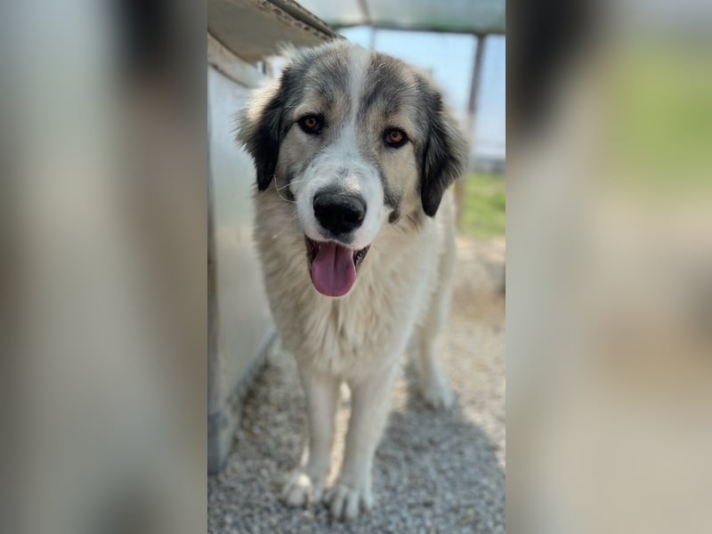 Gomez, geb. ca. 03/2021, lebt in GRIECHENLAND, im städt. Tierheim Serres