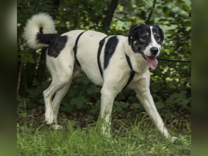 Claude Monet, geb. ca. 02/2021, lebt auf einer Pflegestelle in 52391 Vettweiß