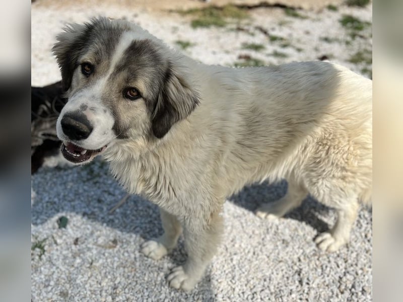 Gomez, geb. ca. 03/2021, lebt in GRIECHENLAND, im städt. Tierheim Serres