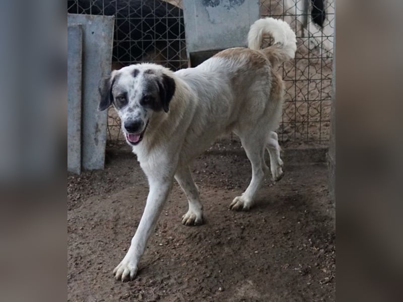 Joni, geb. ca. 11/2021, lebt in GRIECHENLAND, im städt. Tierheim Serres