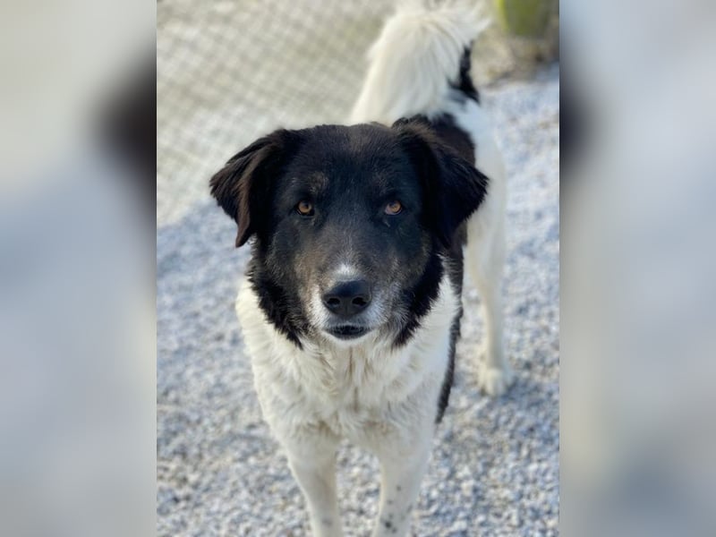 Filona, geb. ca. 12/2020, lebt in GRIECHENLAND, im städt. Tierheim Serres