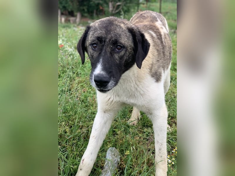 Finja, geb. ca. 05/2020, lebt in GRIECHENLAND, auf einer privaten Pflegestelle