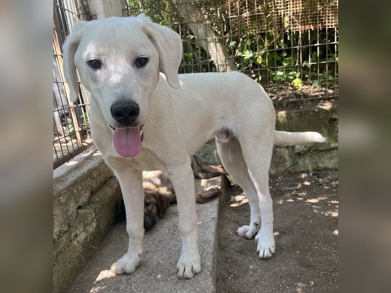 Hasko, geb. ca. 12/2021, lebt in GRIECHENLAND, auf einer privaten Pflegestelle