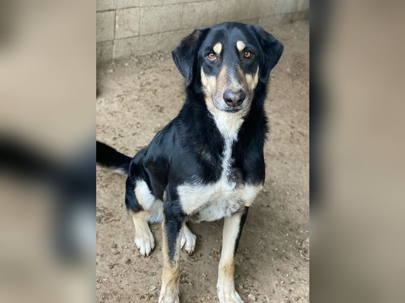 Venia, geb. ca. 07/2021, lebt in GRIECHENLAND, auf einer privaten Pflegestelle