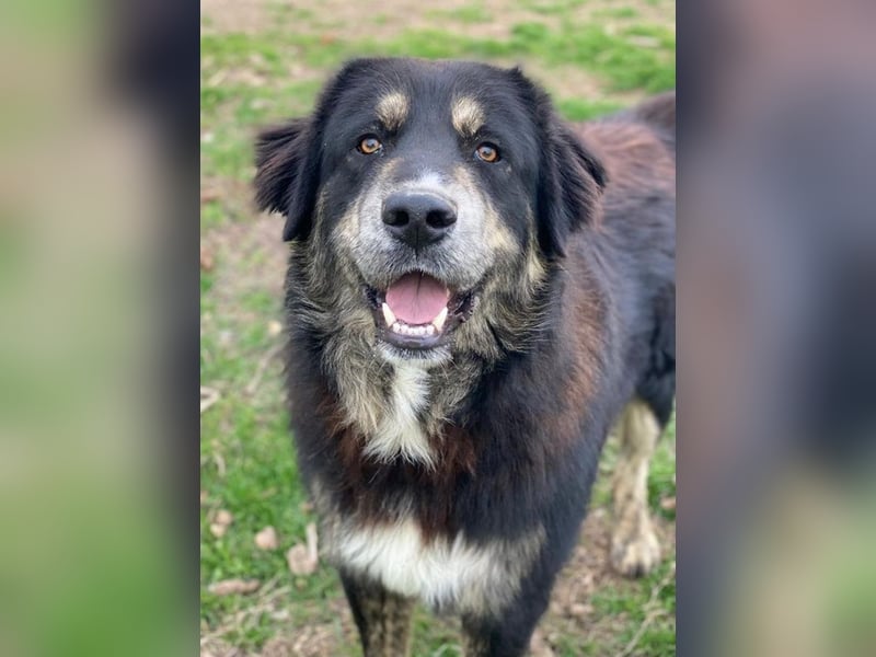 Bärli, geb. ca. 01/2024, lebt in GRIECHENLAND, im städt. Tierheim Serres