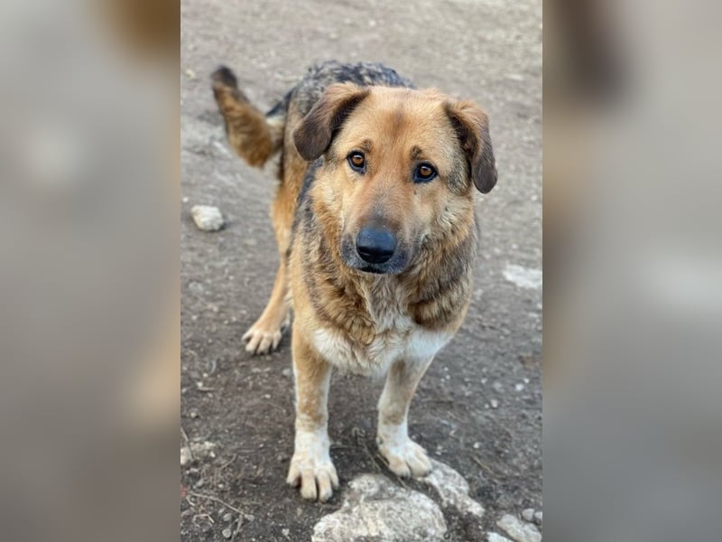 Yassin, geb. ca. 06/2020, lebt in GRIECHENLAND, im städt. Tierheim Serres