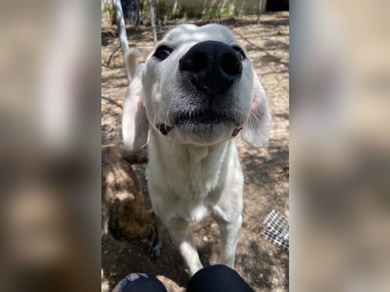 Hasko, geb. ca. 12/2021, lebt in GRIECHENLAND, auf einer privaten Pflegestelle