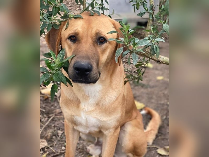 Nobu, geb. ca. 04/2021, lebt in GRIECHENLAND, im städt. Tierheim Serres