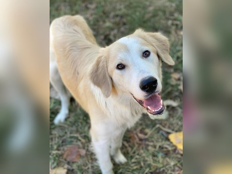 Buddy, geb. ca. 01/2022, lebt in GRIECHENLAND, im städt. Tierheim Serres