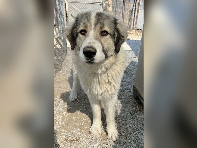 Gomez, geb. ca. 03/2021, lebt in GRIECHENLAND, im städt. Tierheim Serres