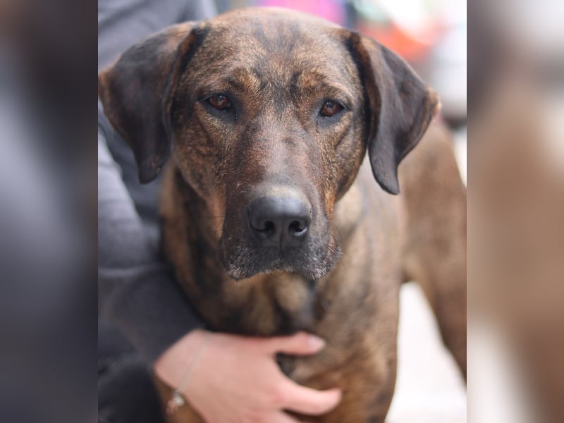 Naruto, geb. ca. 11/2019, lebt in GRIECHENLAND, auf der Straße und wird dort versorgt