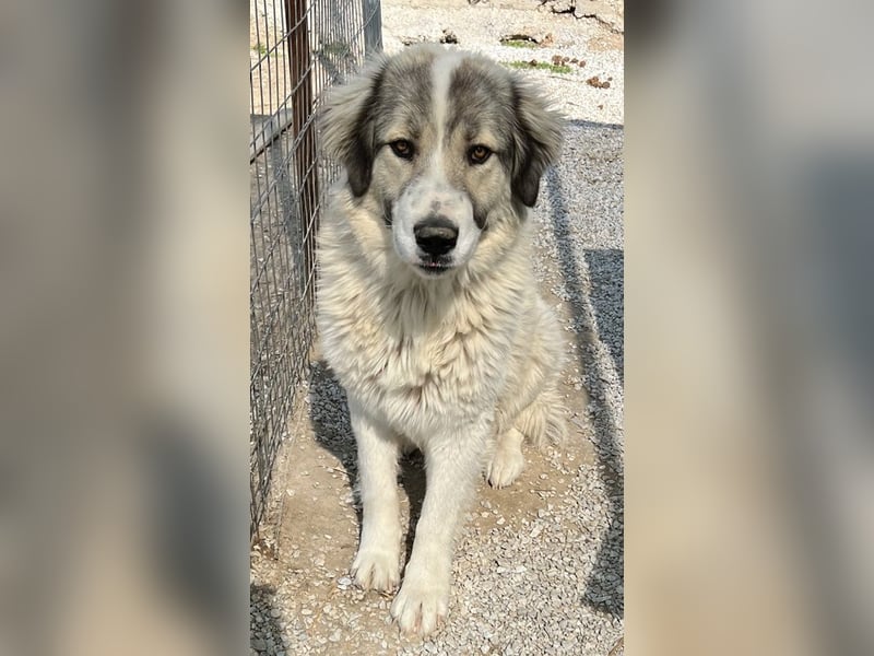 Gomez, geb. ca. 03/2021, lebt in GRIECHENLAND, im städt. Tierheim Serres