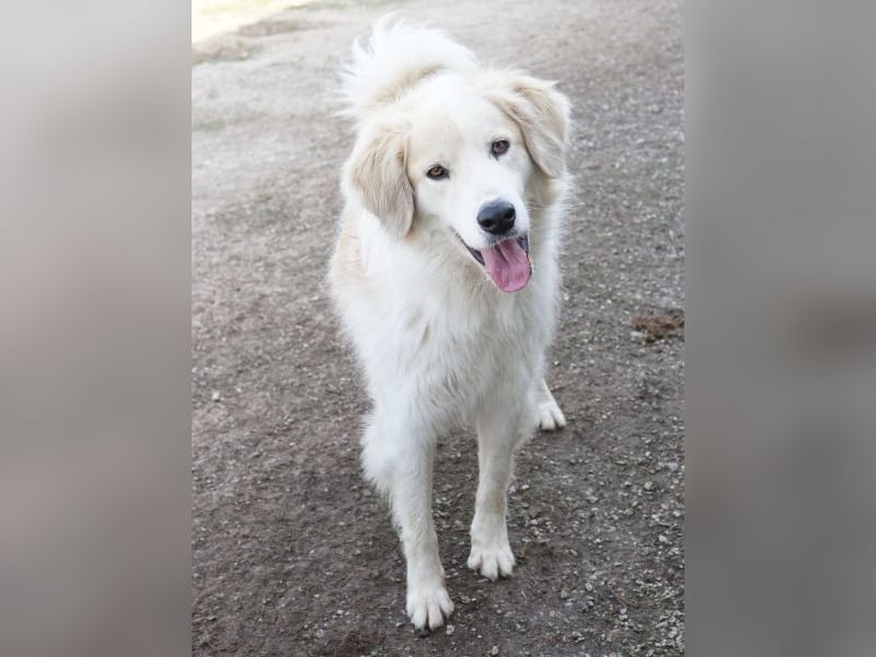 Buddy, geb. ca. 01/2022, lebt in GRIECHENLAND, im städt. Tierheim Serres
