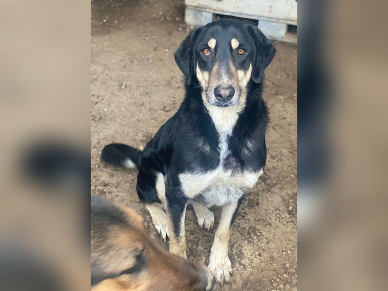 Venia, geb. ca. 07/2021, lebt in GRIECHENLAND, auf einer privaten Pflegestelle