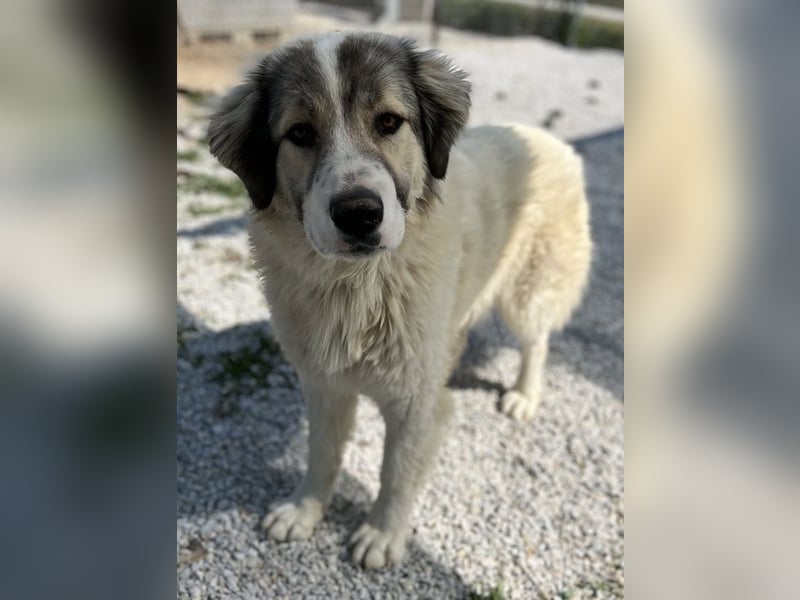 Gomez, geb. ca. 03/2021, lebt in GRIECHENLAND, im städt. Tierheim Serres