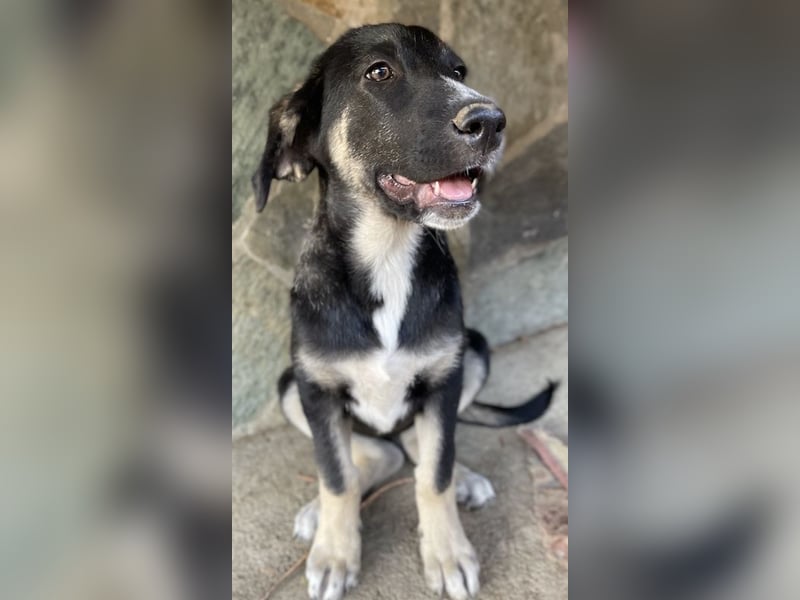 Mantis, geb. ca. 07/2023, lebt in GRIECHENLAND, auf einer privaten Pflegestelle