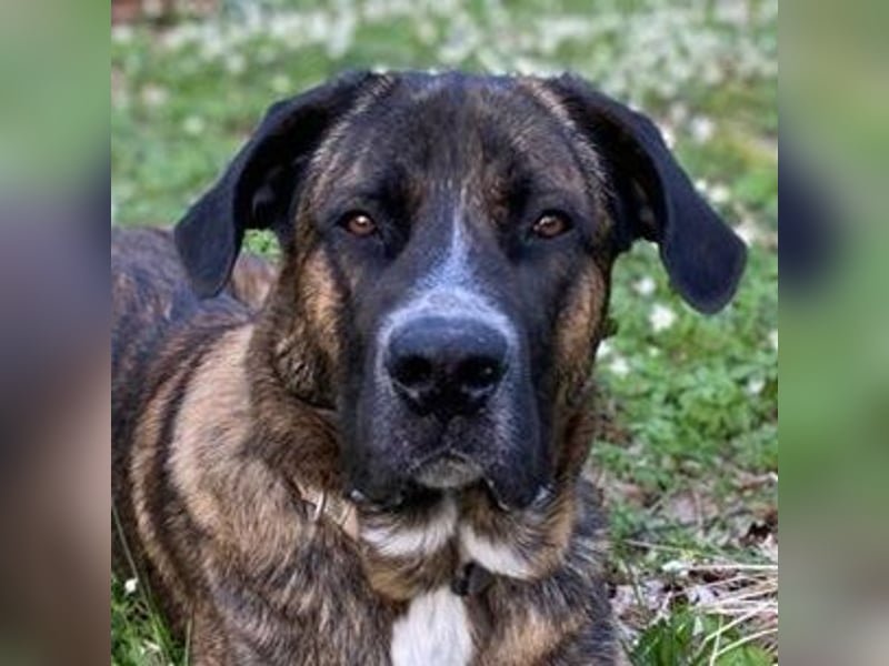 Hanni, geb. ca. 12/2020 lebt bei einer Familie in 59069 Hamm