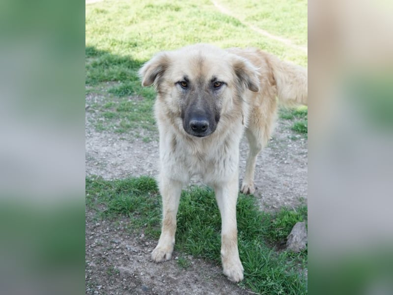 Arlo, geb. ca. 02/2023, lebt in GRIECHENLAND, im städt. Tierheim Serres