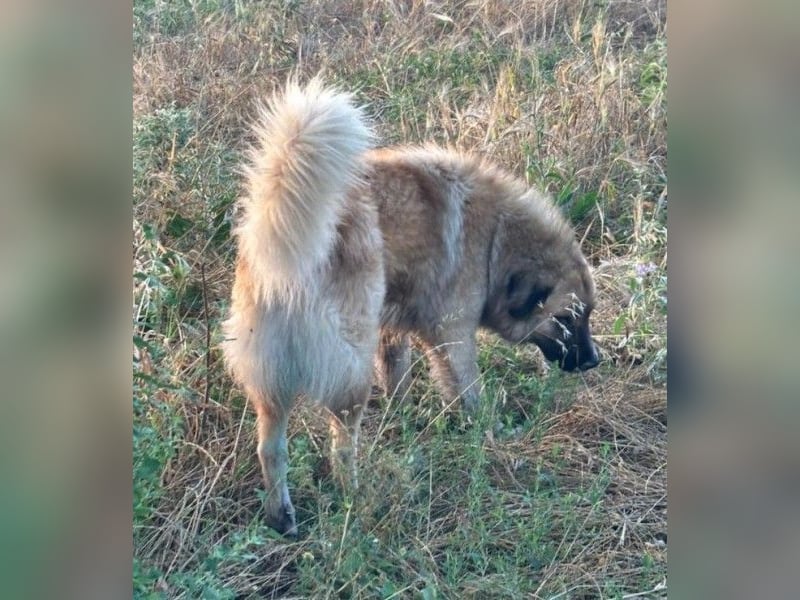 Bloom, geb. ca. 09/2024, lebt in GRIECHENLAND, im städt. Tierheim Serres