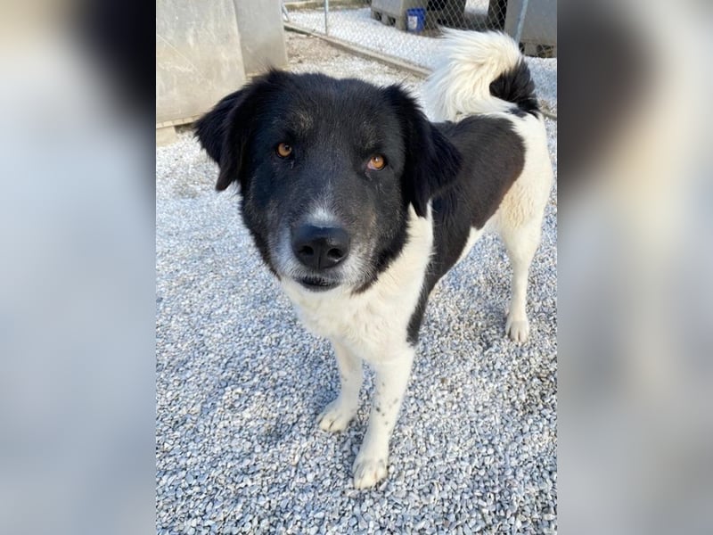 Filona, geb. ca. 12/2020, lebt in GRIECHENLAND, im städt. Tierheim Serres