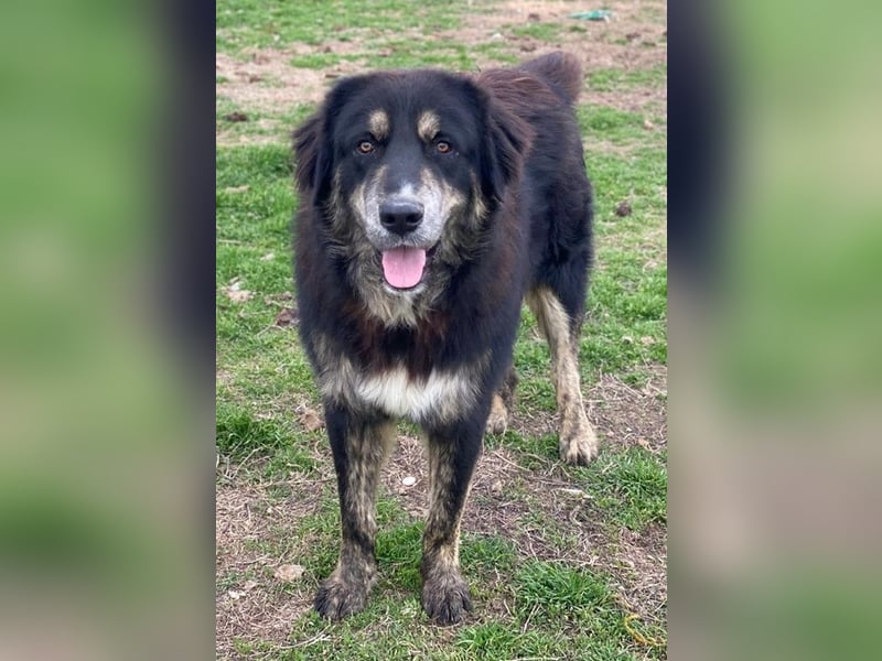 Bärli, geb. ca. 01/2024, lebt in GRIECHENLAND, im städt. Tierheim Serres