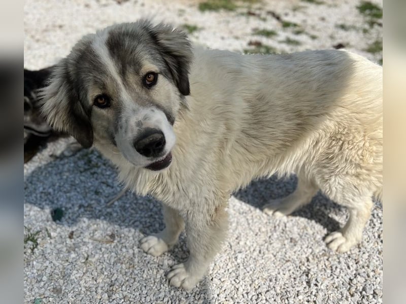 Gomez, geb. ca. 03/2021, lebt in GRIECHENLAND, im städt. Tierheim Serres