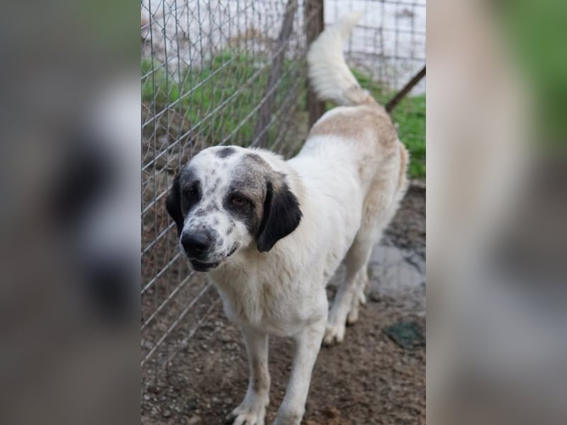 Joni, geb. ca. 11/2021, lebt in GRIECHENLAND, im städt. Tierheim Serres