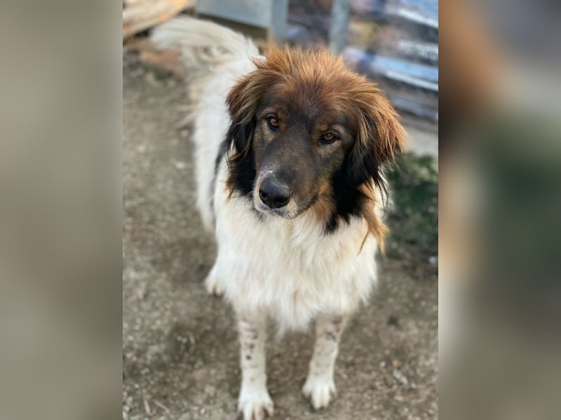 Bali, geb. ca. 12/2021, lebt in GRIECHENLAND, im städt. Tierheim Serres