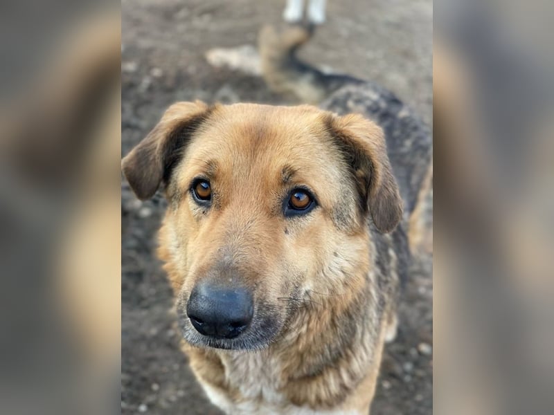 Yassin, geb. ca. 06/2020, lebt in GRIECHENLAND, im städt. Tierheim Serres