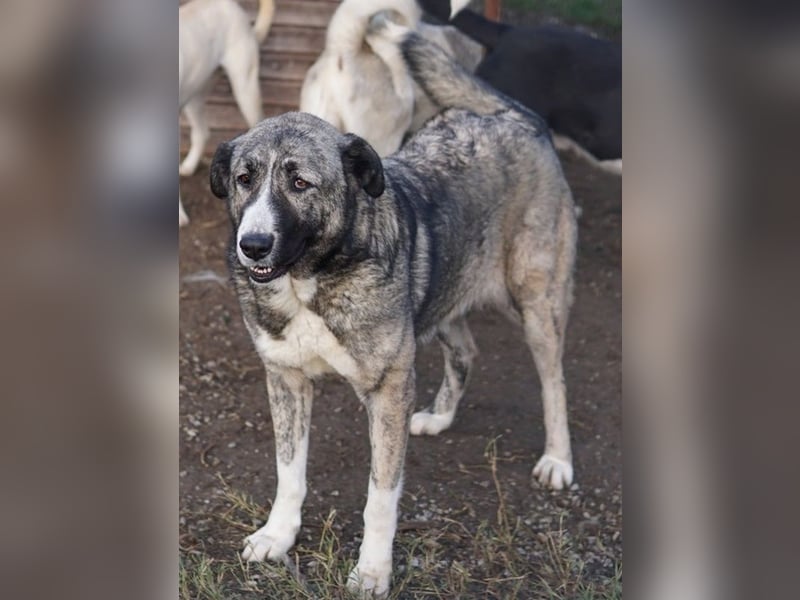 Jella, geb. ca. 09/2020, lebt in GRIECHENLAND, auf einer privaten Pflegestelle