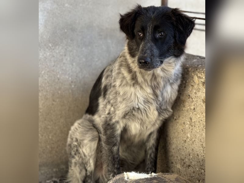 Ashwin, geb. ca. 12/2024, lebt in GRIECHENLAND, auf einem Gelände, Hunde werden notdürftig versorgt