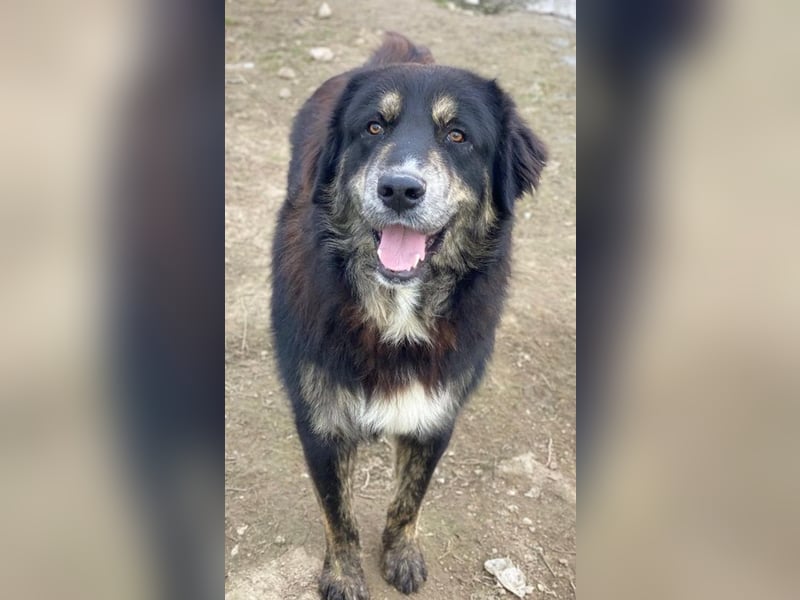 Bärli, geb. ca. 01/2024, lebt in GRIECHENLAND, im städt. Tierheim Serres