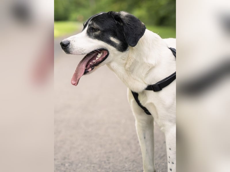 Claude Monet, geb. ca. 02/2021, lebt auf einer Pflegestelle in 52391 Vettweiß