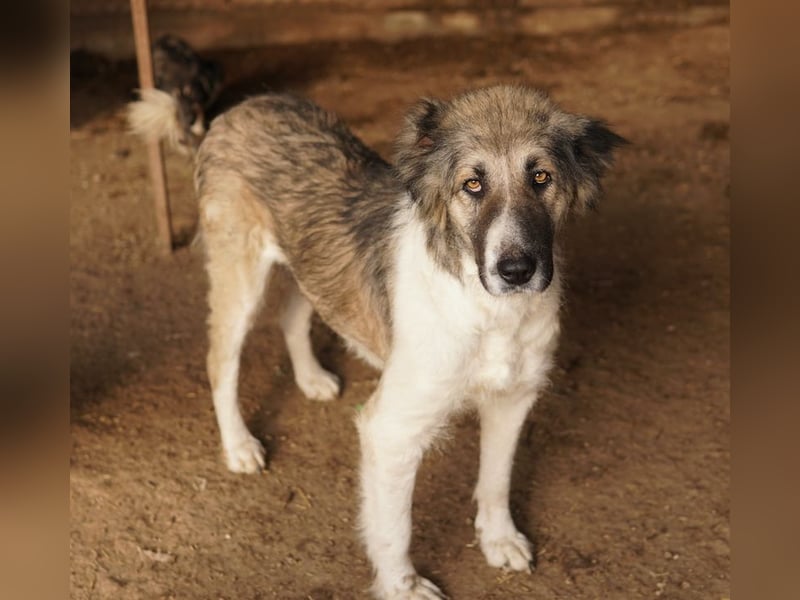 Talia, geb. ca. 09/2022, lebt in GRIECHENLAND, im städt. Tierheim Serres