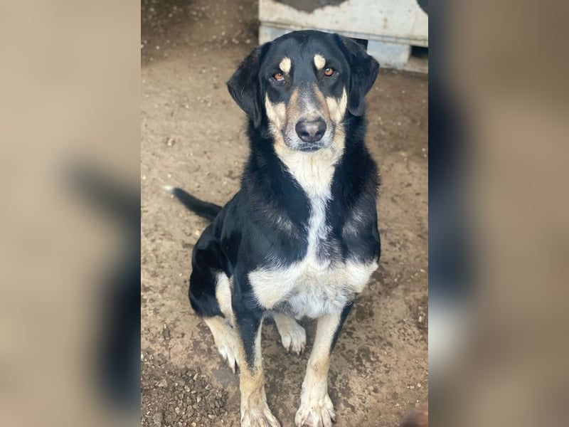 Venia, geb. ca. 07/2021, lebt in GRIECHENLAND, auf einer privaten Pflegestelle