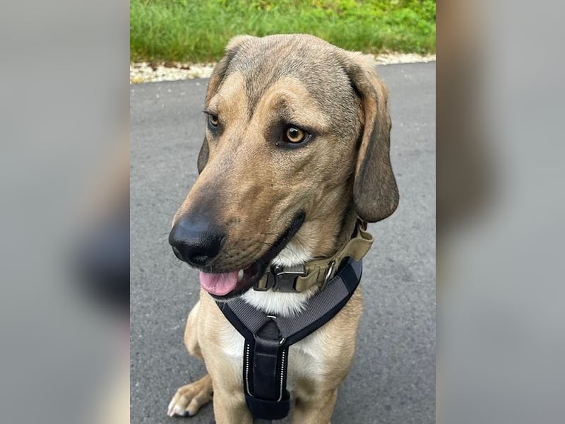 Obi, geb. ca. 12/2023, lebt im Tierheim Ulm, VERMITTLUNSHILFE