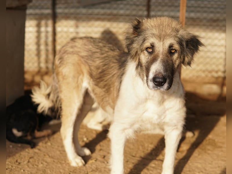 Talia, geb. ca. 09/2022, lebt in GRIECHENLAND, im städt. Tierheim Serres