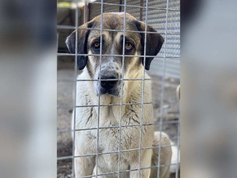 Elliot, geb. ca. 05/2022, lebt in GRIECHENLAND, im städt. Tierheim Serres