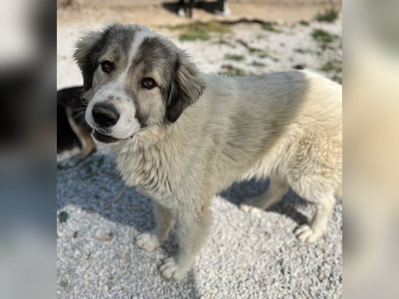 Gomez, geb. ca. 03/2021, lebt in GRIECHENLAND, im städt. Tierheim Serres