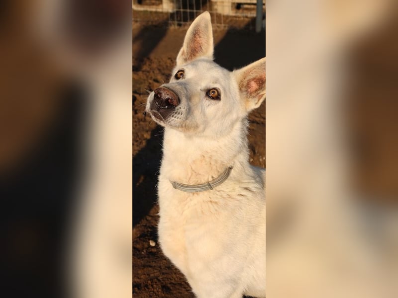 Luuk, geb. ca. 12/2018, lebt in GRIECHENLAND, im städt. Tierheim Serres