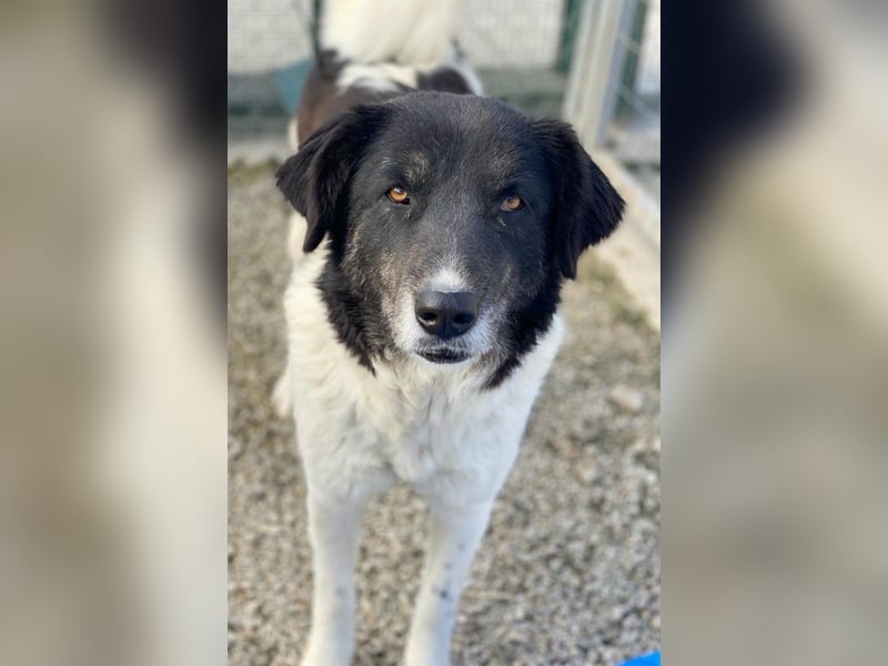 Filona, geb. ca. 12/2020, lebt in GRIECHENLAND, im städt. Tierheim Serres