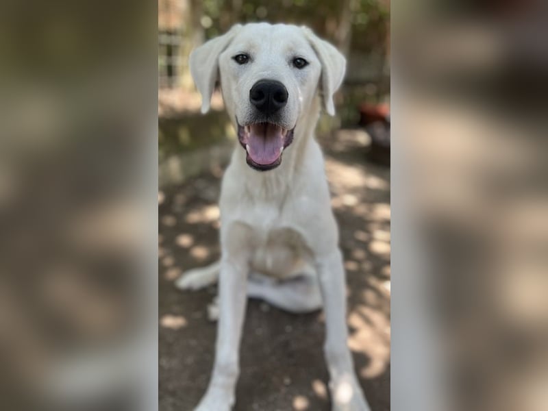 Hasko, geb. ca. 12/2021, lebt in GRIECHENLAND, auf einer privaten Pflegestelle