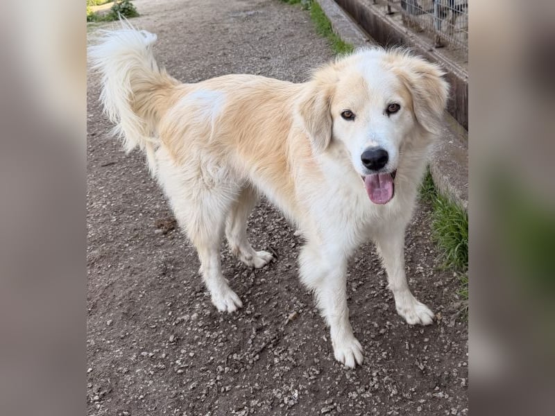 Buddy, geb. ca. 01/2022, lebt in GRIECHENLAND, im städt. Tierheim Serres