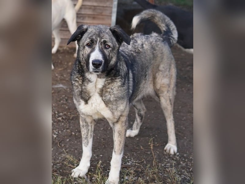 Jella, geb. ca. 09/2020, lebt in GRIECHENLAND, auf einer privaten Pflegestelle