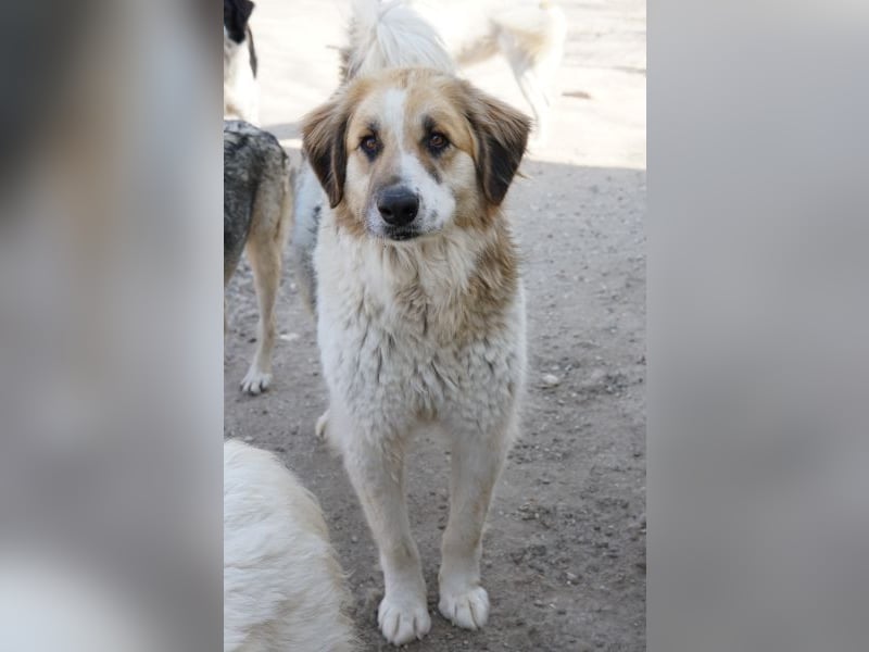 Otys, geb. ca. 03/2022, lebt in GRIECHENLAND, im städt. Tierheim Serres